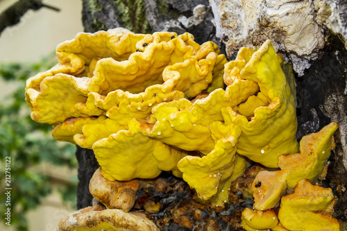 giant yellow triturium (tinder) mushroom parasite on the bark of a tree photo