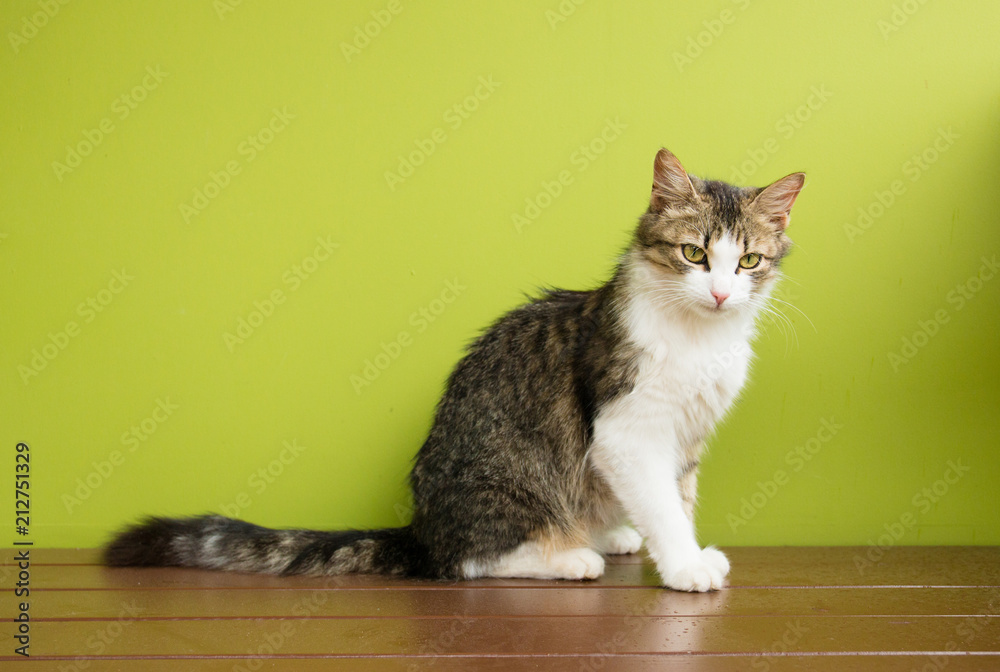 cat woman sitting on a bench on backdrop of green background