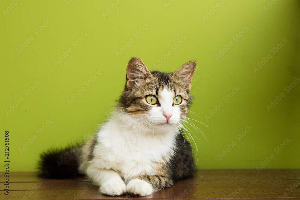 cat woman lies on a bench on backdrop of green background