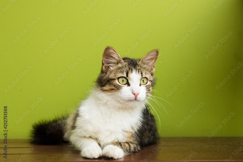 cat woman lies on a bench on backdrop of green background cat woman lies on a bench on backdrop of green background