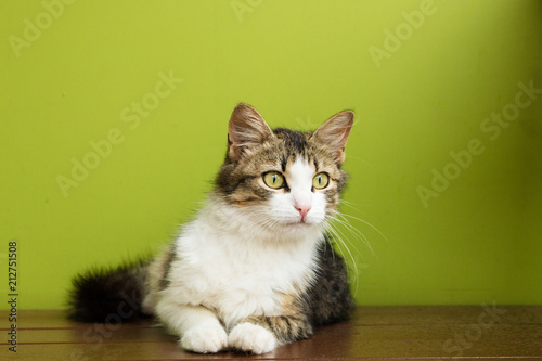 cat woman lies on a bench on backdrop of green background