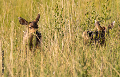 Fototapeta Naklejka Na Ścianę i Meble -  Mule Deer Fawn in a Meadow on a Summer Morning