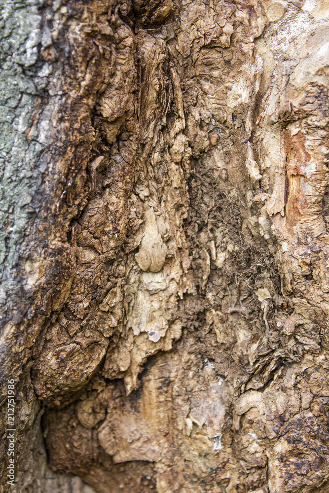 close up texture of the bark on the trunk of a tree in the forest close up texture of the bark on the trunk of a tree in the forest