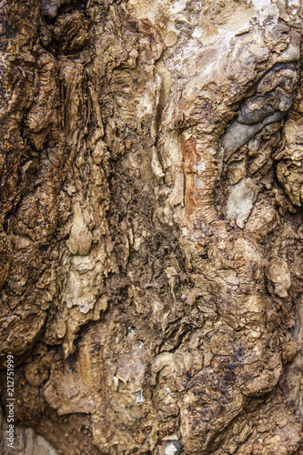 close up texture of the bark on the trunk of a tree in the forest