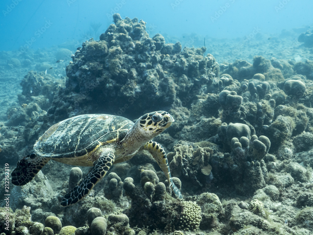 Hawksbill Sea Turtle at the coral reef in the Caribbean Sea around Curacao