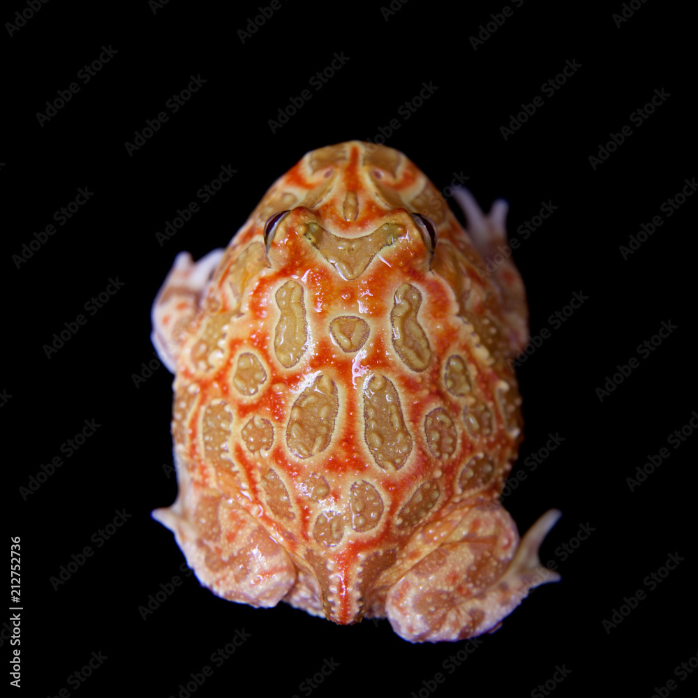 The chachoan horned frog isolated on black The chachoan horned frog isolated on black