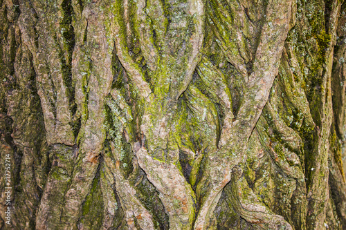 close up green moss on the bark of a tree in the forest