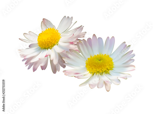 Fototapeta Naklejka Na Ścianę i Meble -  Daisy or chamomile flowers isolated on white background, vector illustration photo realistic.