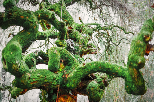 Grand Albero Secolare photo