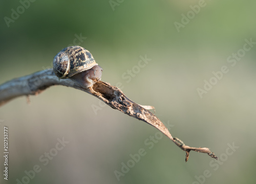 Small snail crawling in a dead plant