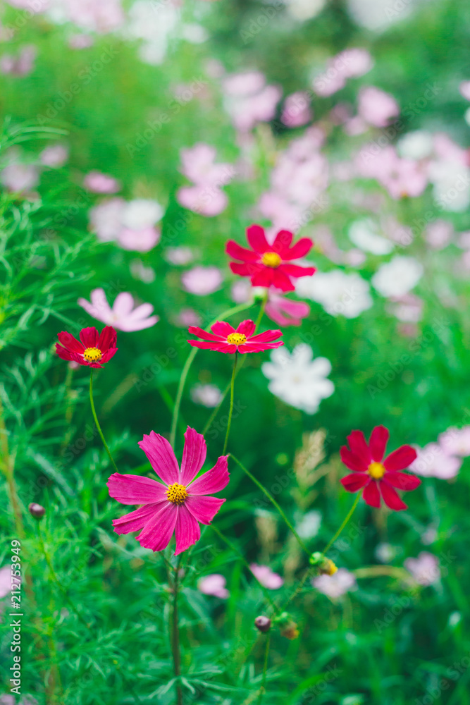 Fototapeta premium Colorful bright cosmos flowers, beautiful background
