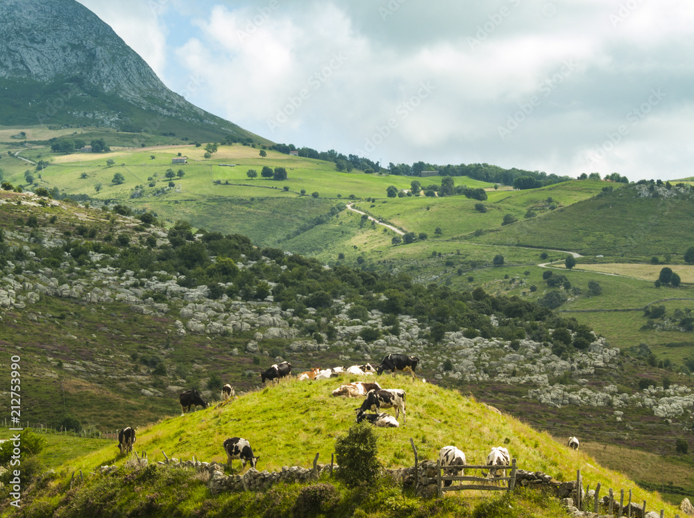 Vacas en un cerro en primer plano con el fondo de montañas y valles de Cantabria