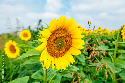 Sunflowers summer nature landscape