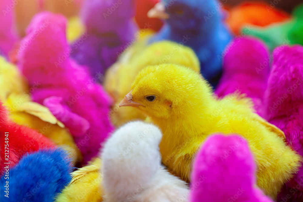 Colored easter chicks. Easter chicks.selective focus.
