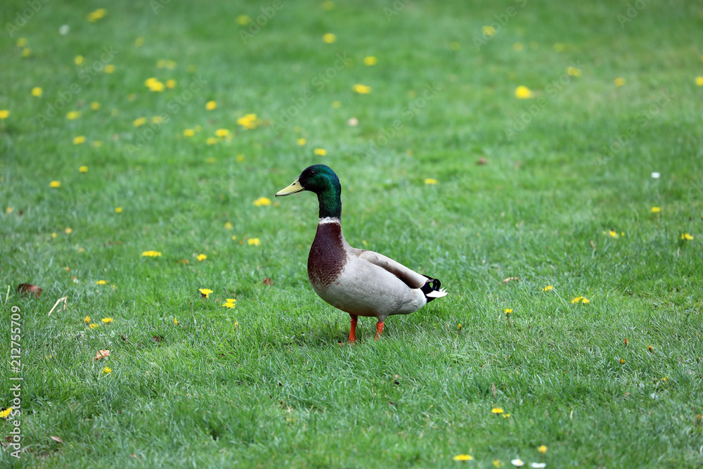 Obraz premium Beautiful Male Duck in a Meadow