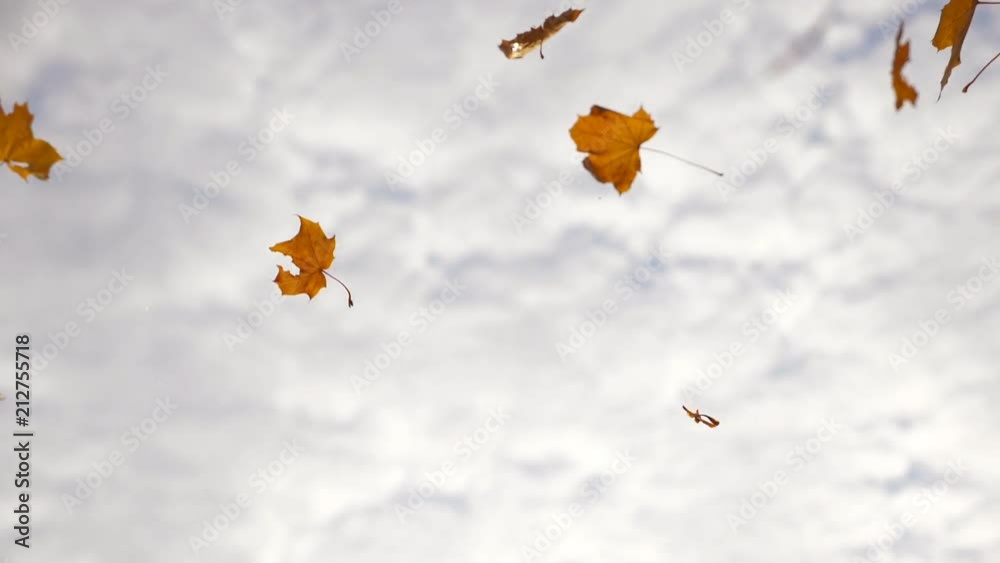Yellow leaves falling in autumn park. Beautiful landscape background. Colorful fall season. Slow motion Close up