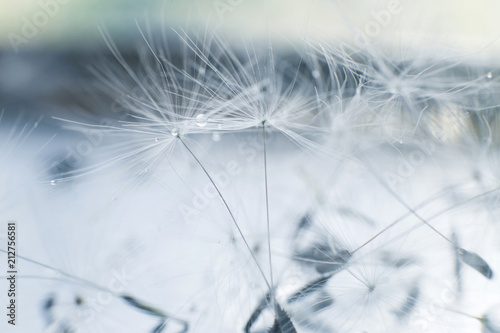 dandelion seeds with drops of water on a blue background  close-up