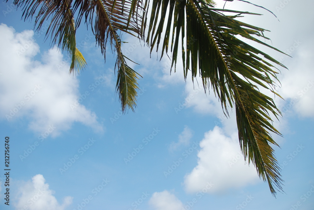 A palm leaf with summer sky and clouds in the background