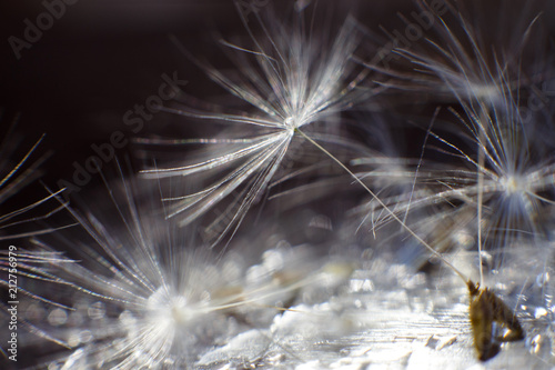 Fototapeta Naklejka Na Ścianę i Meble -  dandelion seeds with drops of water on a blue dark background  close-up