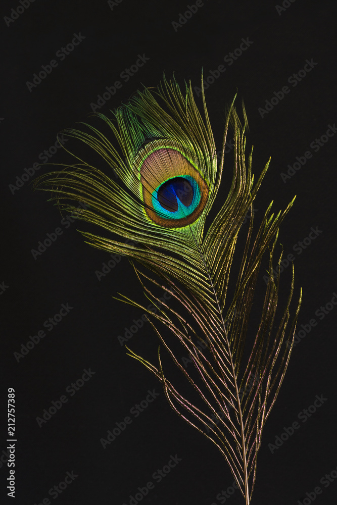 Obraz premium Close-up of a colorful peacock feather. Feathers, wonderful plume objects, are meant for protection, flying, insulation of the peacock bird. The peacock feather is also very decorative.