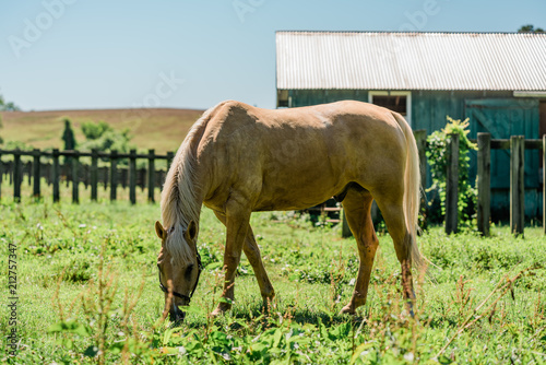 Palomino Grazing at Stable