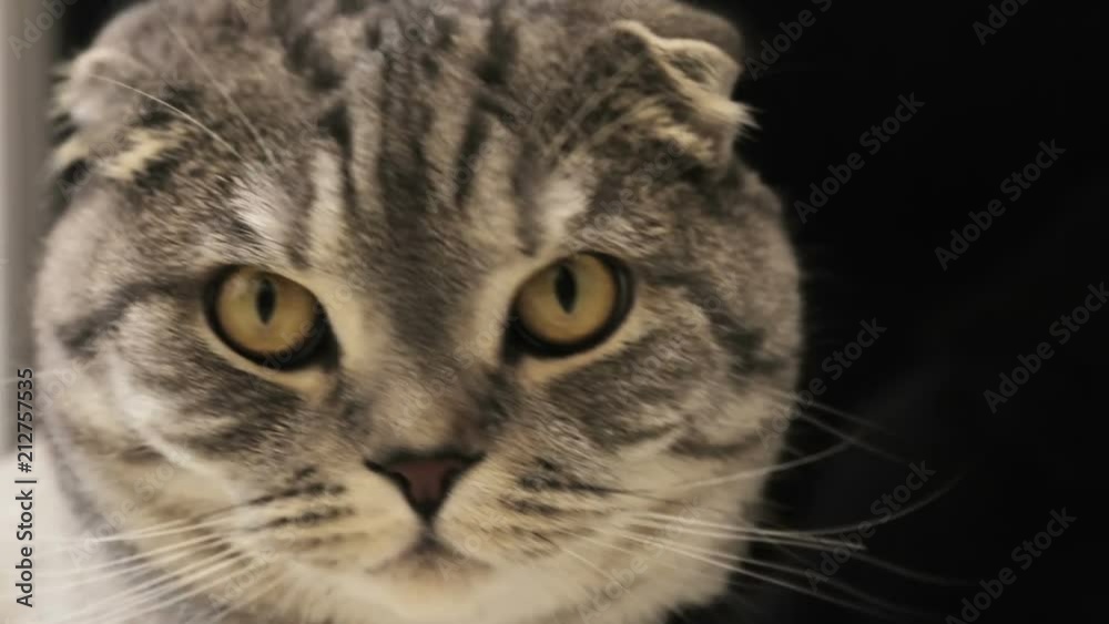 closer look of the Scottish fold cat closer look of the Scottish fold cat