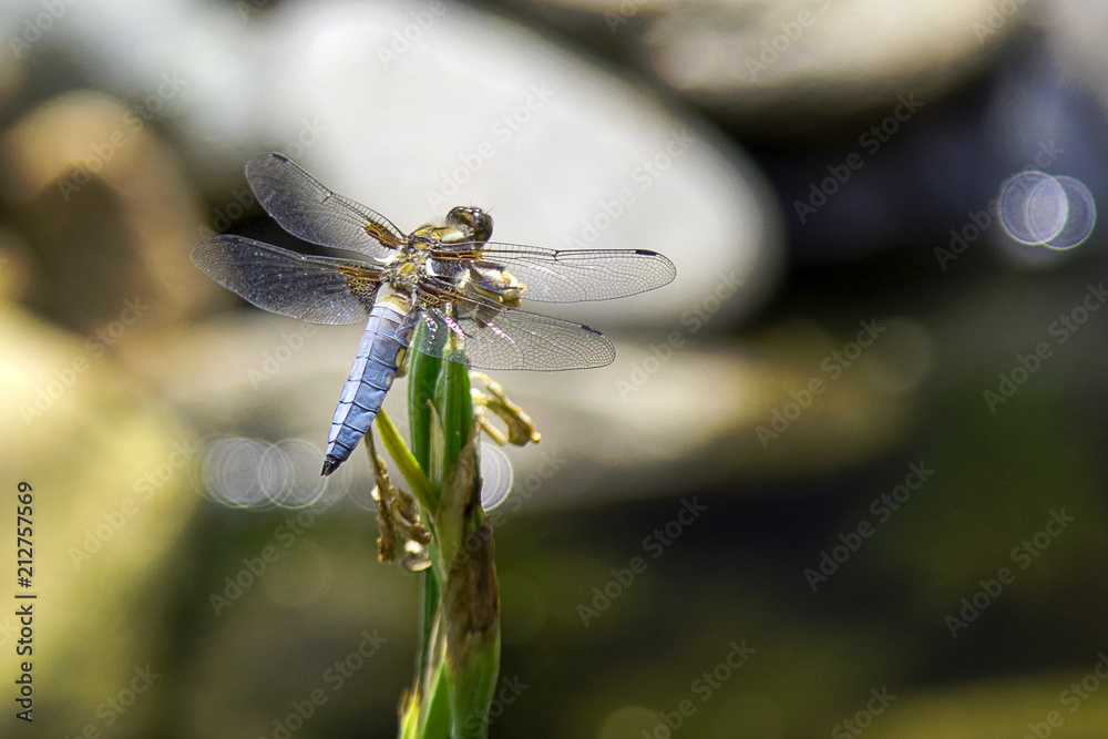 Dragonfly on a lake Dragonfly on a lake