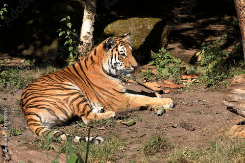 Fototapeta Naklejka Na Ścianę i Meble -  Der Sibirische Tiger 