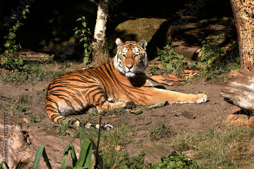 Fototapeta Naklejka Na Ścianę i Meble -  Der Sibirische Tiger 