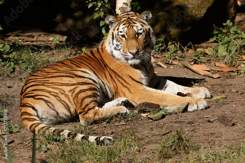 Der Sibirische Tiger  photo