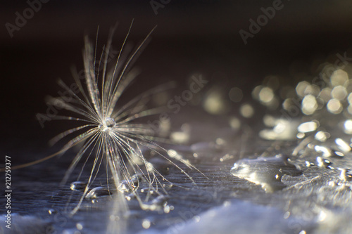 a drop of water on a dandelion. dandelion on a blue dark background with copy space close-up