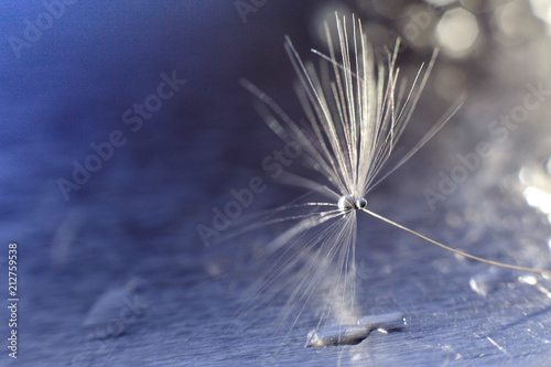 Fototapeta Naklejka Na Ścianę i Meble -  a drop of water on a dandelion. dandelion on a blue background with  copy space close-up