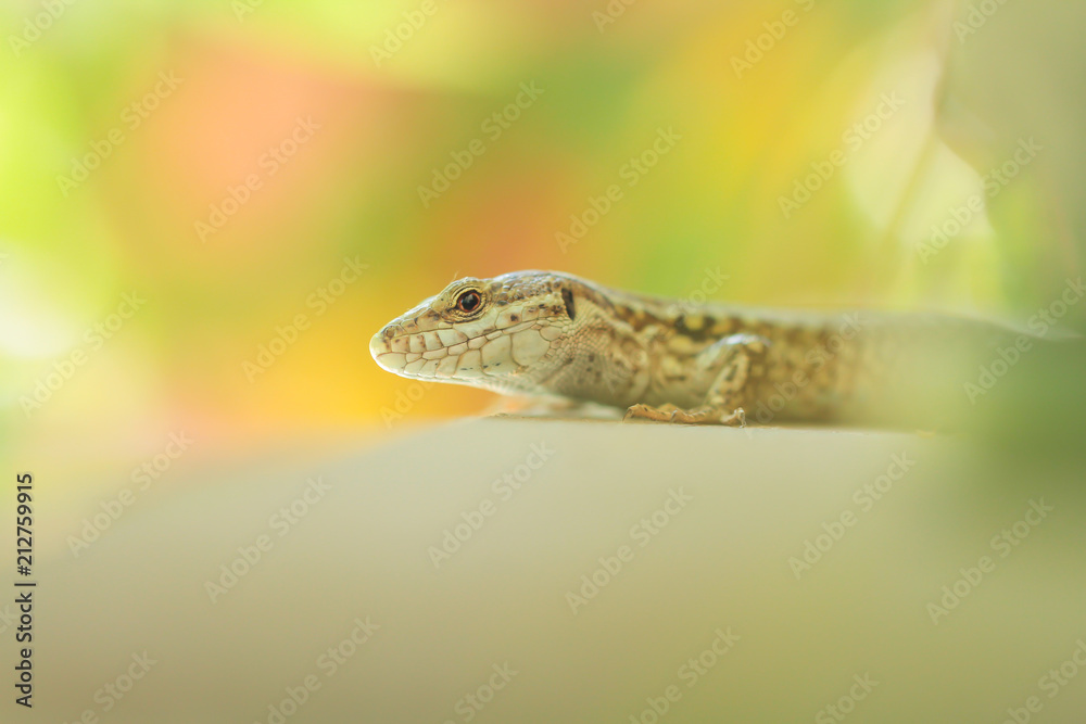 Fototapeta premium Petit lézard marron sur fond coloré