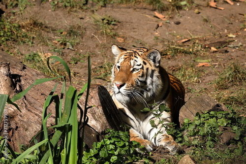 Fototapeta Naklejka Na Ścianę i Meble -  Der Sibirische Tiger 
