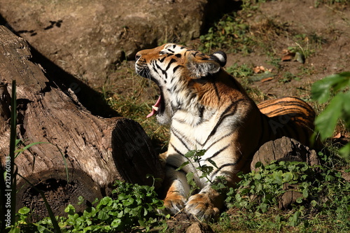 Fototapeta Naklejka Na Ścianę i Meble -  Der Sibirische Tiger 