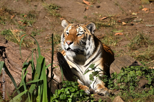 Fototapeta Naklejka Na Ścianę i Meble -  Der Sibirische Tiger 