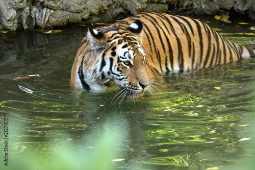 Der Sibirische Tiger  photo