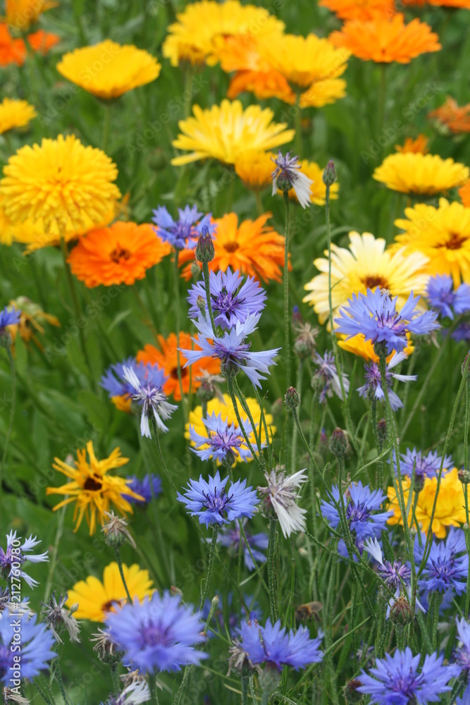 bunte Blumenwiese 1 bunte Blumenwiese 1