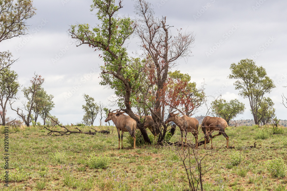 Common tsessebe: Damaliscus lunatus Common tsessebe: Damaliscus lunatus