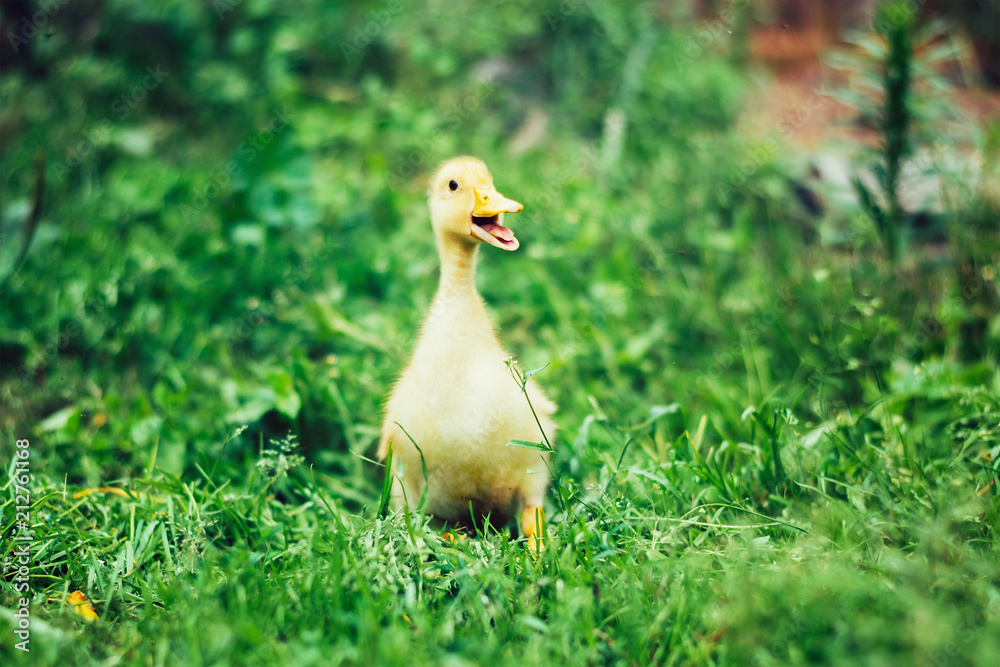 Little yellow duckling on green grass Little yellow duckling on green grass