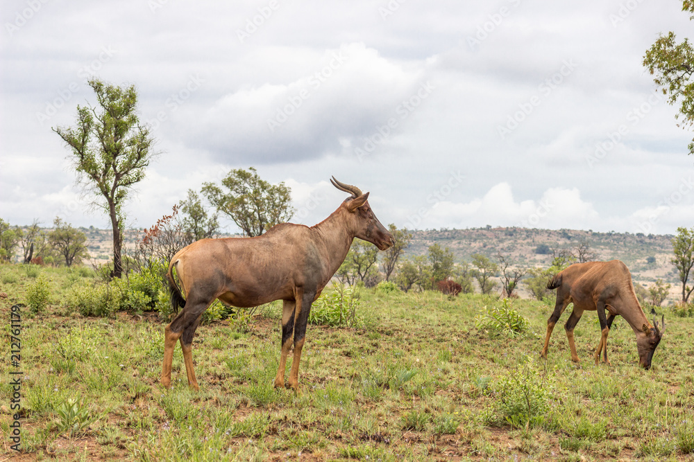 Common tsessebe: Damaliscus lunatus Common tsessebe: Damaliscus lunatus