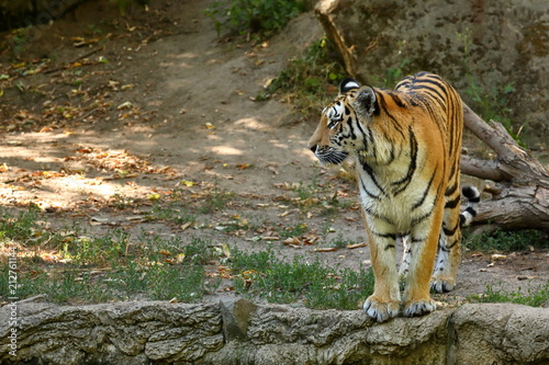 Fototapeta Naklejka Na Ścianę i Meble -  Der Sibirische Tiger 