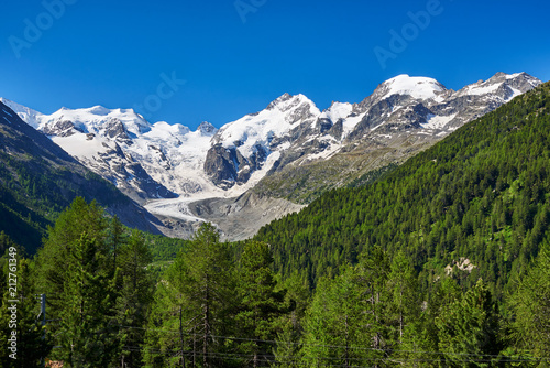 Schneebedeckte Berninagruppe mit Bellavista, Piz Bernina und Piz Morteratsch und Morteratschgletscher, im Vordergrund Wald mit Lerchen, wolkenloser Himmel