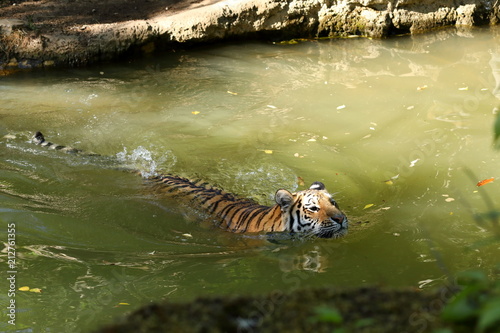 Fototapeta Naklejka Na Ścianę i Meble -  Der Sibirische Tiger 