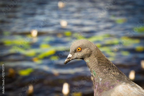 Nice grey pigeon is standing near the water and looking at camera photo