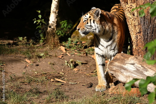 Fototapeta Naklejka Na Ścianę i Meble -  Der Sibirische Tiger 