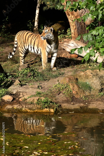 Fototapeta Naklejka Na Ścianę i Meble -  Der Sibirische Tiger 