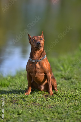 The Miniature Pinscher