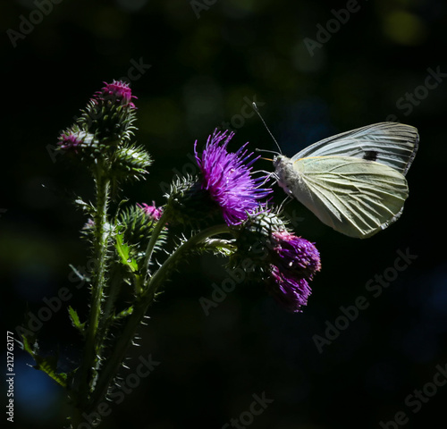 Gray-Veined White Butterfly, lat. Pieris napi