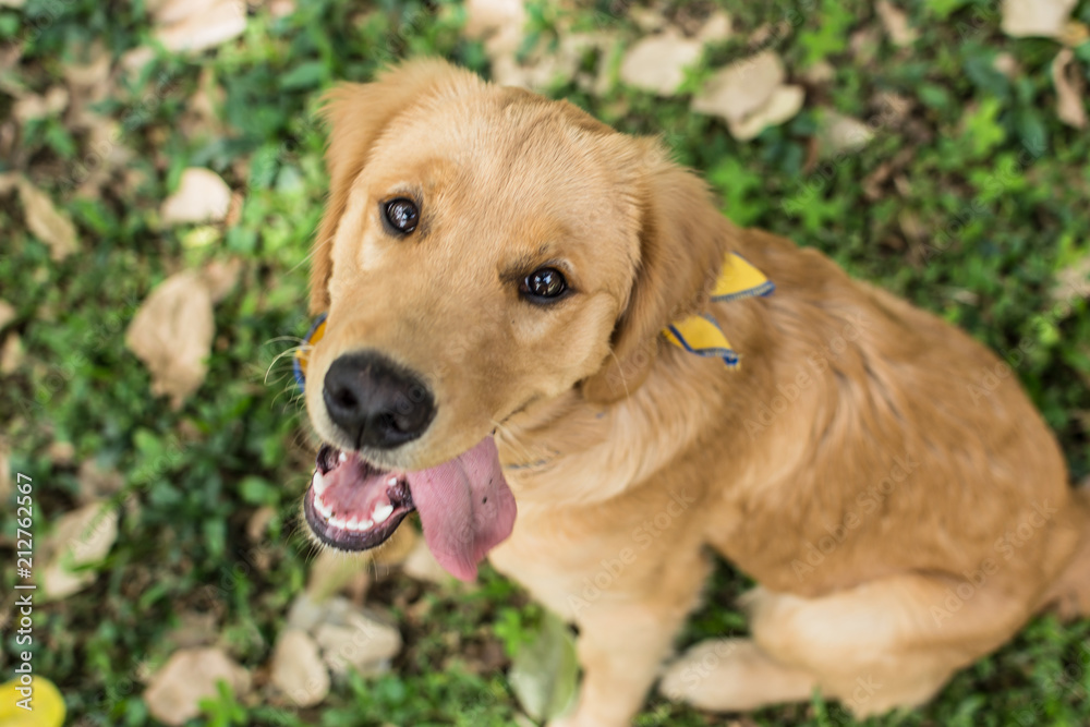 golden retriever with his tongue out in the park top view golden retriever with his tongue out in the park top view